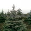 picea (13)